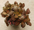 Red Fittonia